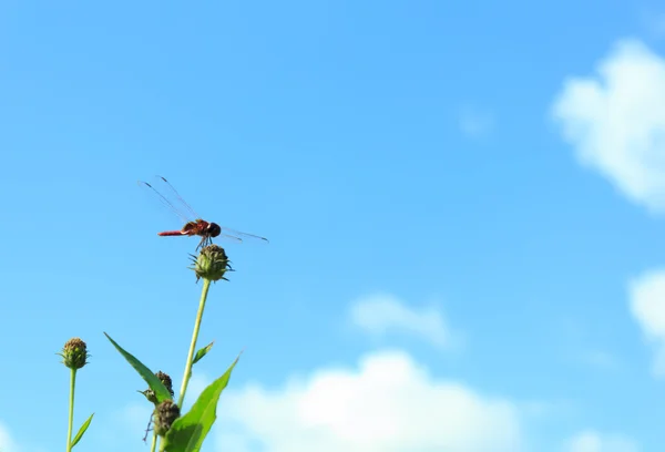 Dragonfly σκαρφαλωμένο σε ένα λουλούδι με το γαλάζιο του ουρανού. — Φωτογραφία Αρχείου