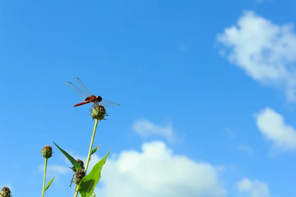 Dragonfly σκαρφαλωμένο σε ένα λουλούδι με το γαλάζιο του ουρανού. — Φωτογραφία Αρχείου