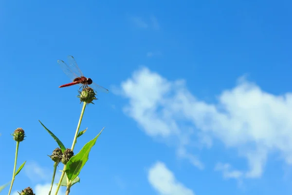 Dragonfly σκαρφαλωμένο σε ένα λουλούδι με το γαλάζιο του ουρανού. — Φωτογραφία Αρχείου