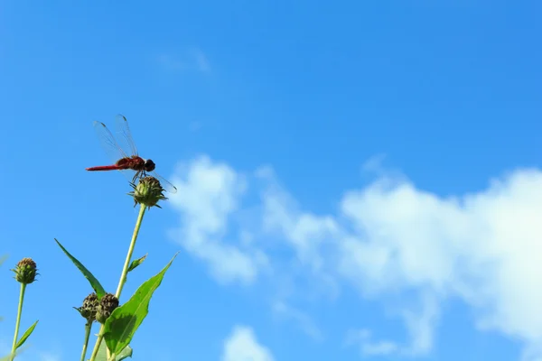 Dragonfly σκαρφαλωμένο σε ένα λουλούδι με το γαλάζιο του ουρανού. — Φωτογραφία Αρχείου