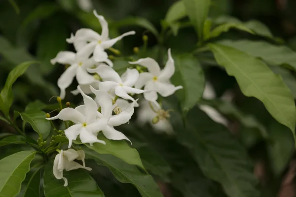 Fiori bianchi — Foto Stock