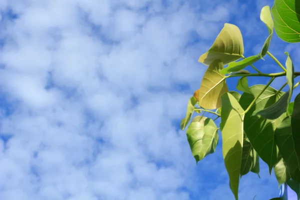 Pipal leaves with blue sky — Stock Photo, Image