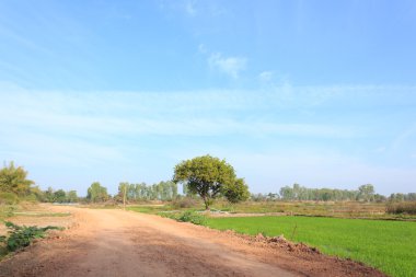Mavi gökyüzü ile pirinç tarlaları