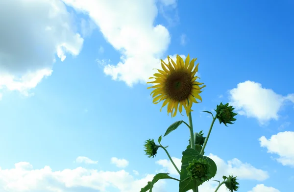 Sonnenblume mit blauem Himmel. — Stockfoto