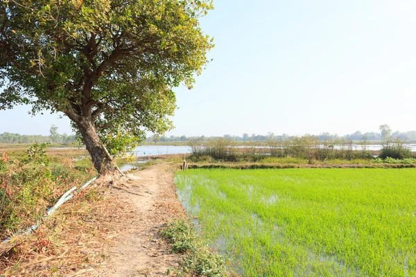 Campos de arroz con cielo azul — Foto de Stock