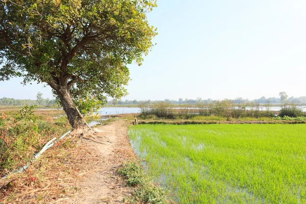 Rice fields with blue sky — Stock Photo, Image