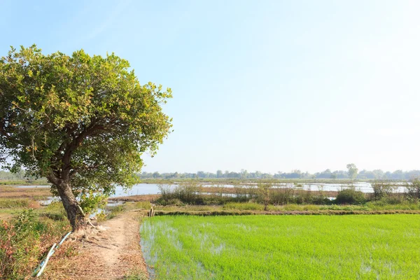 Rice fields with blue sky — Stock Photo, Image