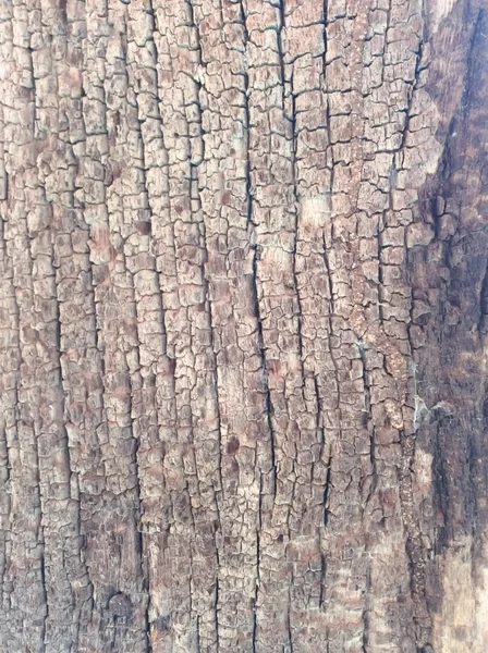 木材腐朽的模式 — 图库照片