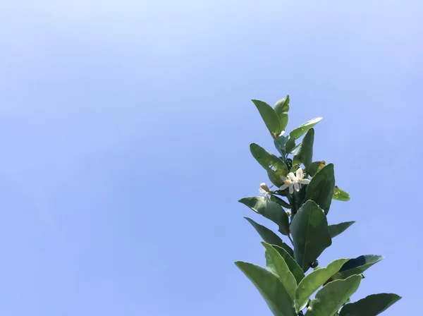 Lemon tree with blue sky — Stock Photo, Image