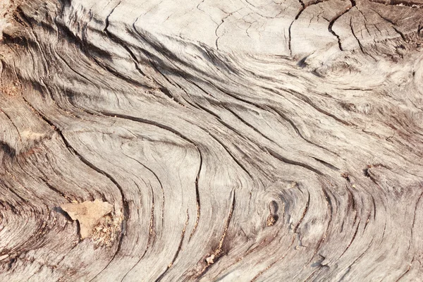 Wzór drewna próchnicy — Zdjęcie stockowe