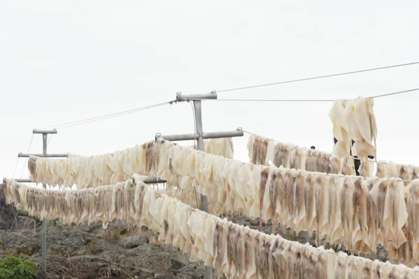 Squid drying on clothesline — Stock Photo, Image