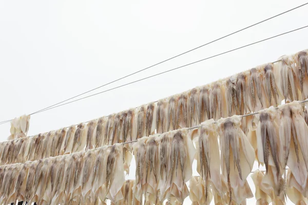 Squid drying on clothesline — Stock Photo, Image