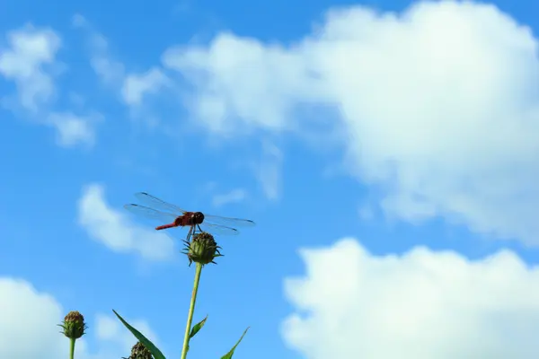 Dragonfly σκαρφαλωμένο σε ένα λουλούδι με το γαλάζιο του ουρανού — Φωτογραφία Αρχείου