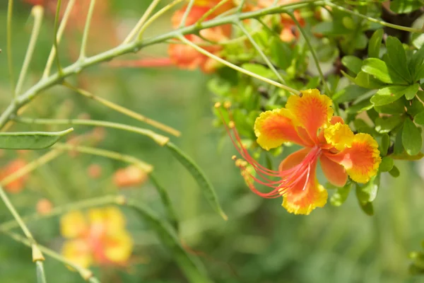 Royal Poinciana — Stock Photo, Image