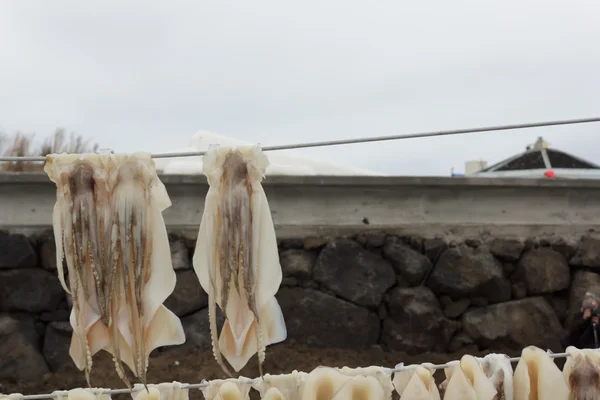 Squid drying on clothesline — Stock Photo, Image