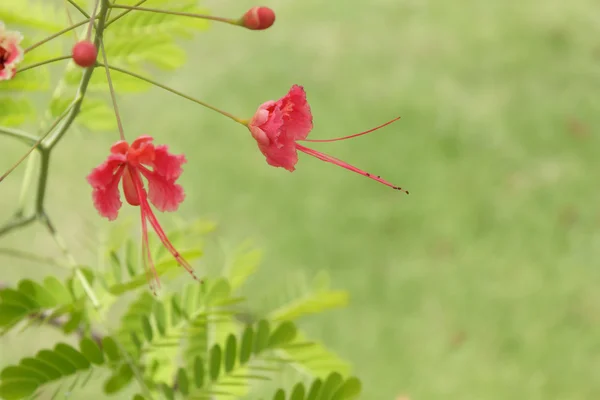 Королівський Poinciana — стокове фото