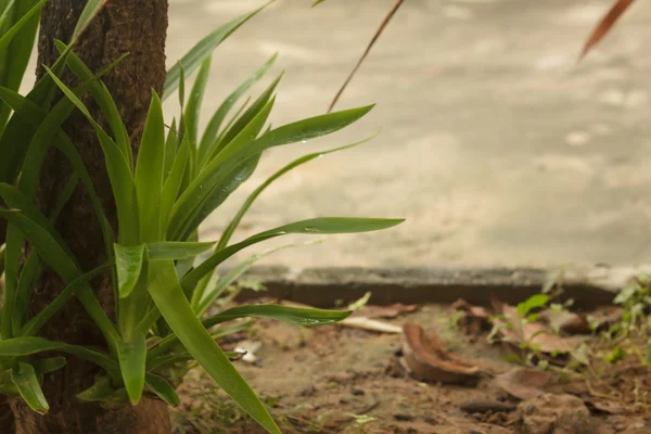 Dracaena loureiri — Stok fotoğraf