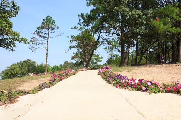 Streets are adorned with beautiful flowers — Stock Photo, Image