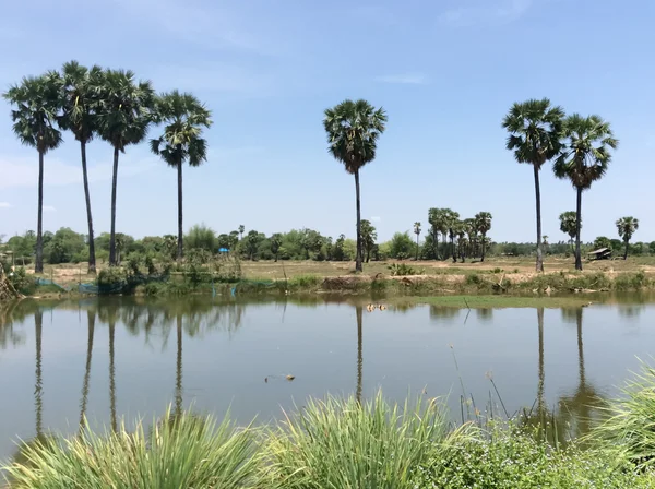 Palme au milieu du champ avec ciel bleu — Photo