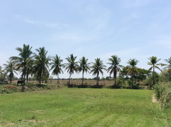 Пальмовая середина поля с голубым небом — стоковое фото
