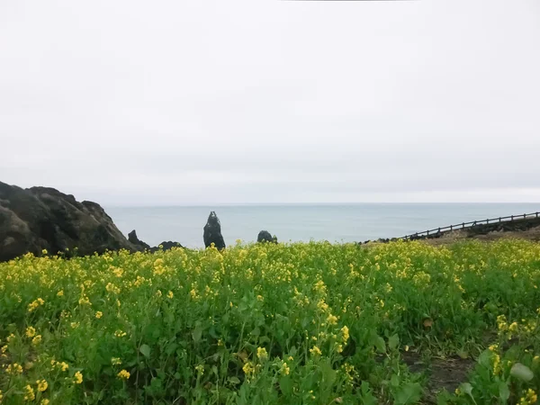 Fiori gialli — Foto Stock