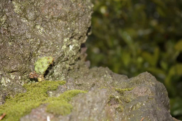 Moss on the rocks — Stock Photo, Image