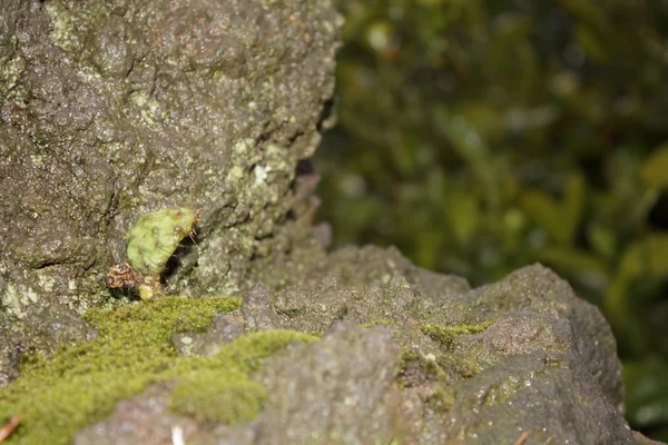 Musgo en las rocas — Foto de Stock