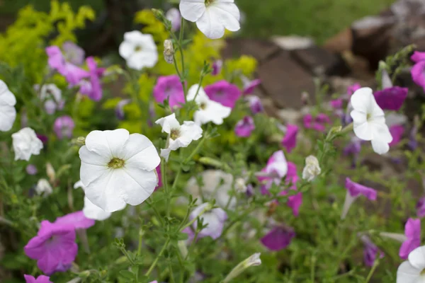 Petunia flower — Stock Photo, Image