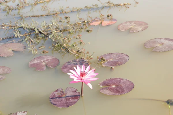 Lótus rosa na lagoa — Fotografia de Stock