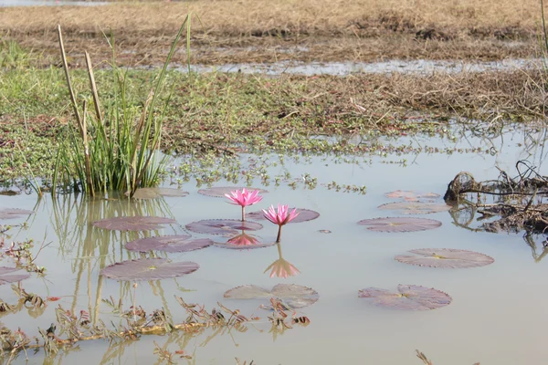 Lótus rosa na lagoa — Fotografia de Stock