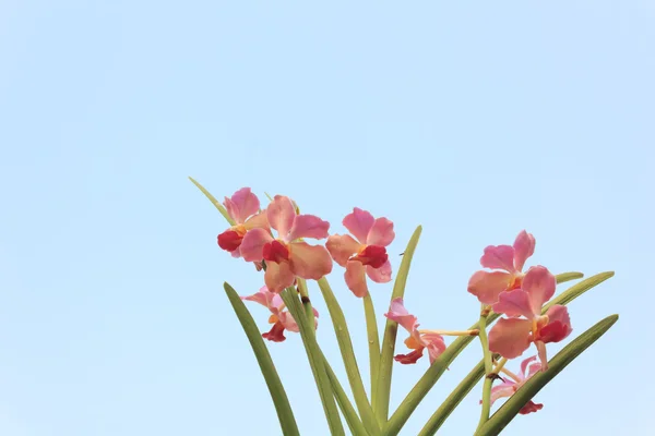 Flores de orquídea con cielo azul — Foto de Stock