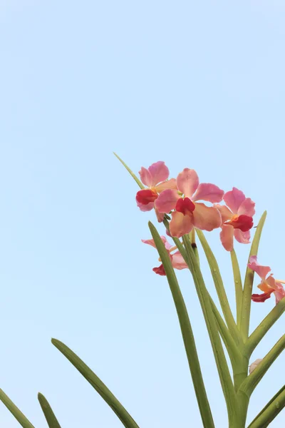 蘭の花と青い空 — ストック写真