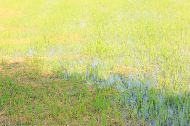 Kırsaldaki pirinç tarlaları