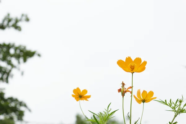 Gelbe Kosmos-Blüten — Stockfoto