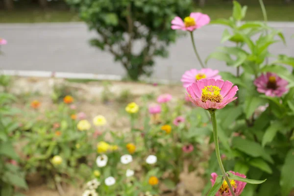 Zinnia blomma — Stockfoto