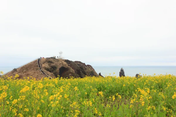 Paisajes de invierno en la isla de Jeju Corea del Sur —  Fotos de Stock