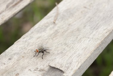 Bir ahşap zemin üzerinde sinekler
