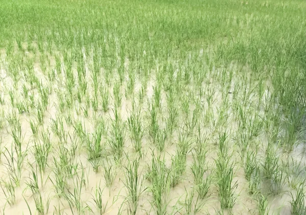Рисові поля в сільській місцевості — стокове фото