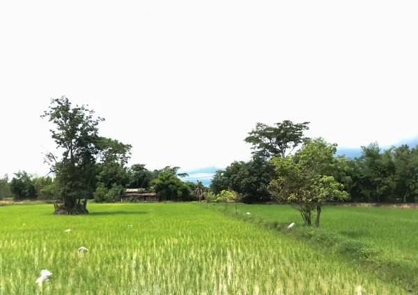 Campos de arroz en el campo — Foto de Stock