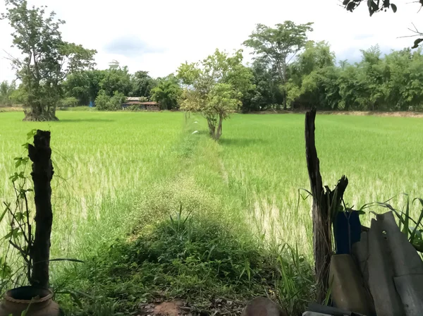 Kırsaldaki pirinç tarlaları — Stok fotoğraf