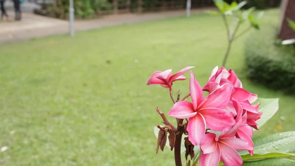 Rózsaszín plumeria virág a kertben — Stock Fotó