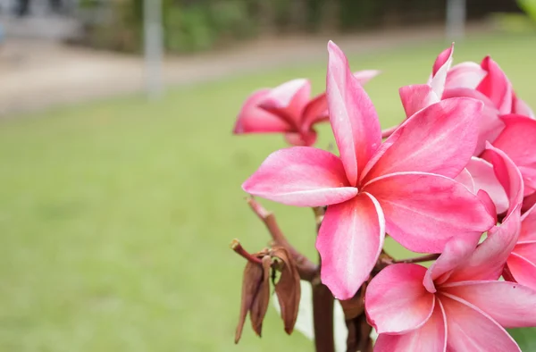 Fiore di plumeria rosa in giardino — Foto Stock
