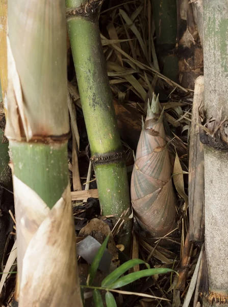 Съёмки бамбука — стоковое фото