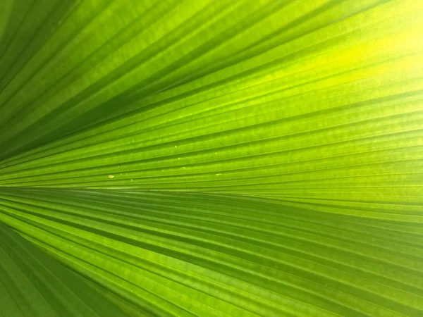 Узор на пальмовых листьях — стоковое фото