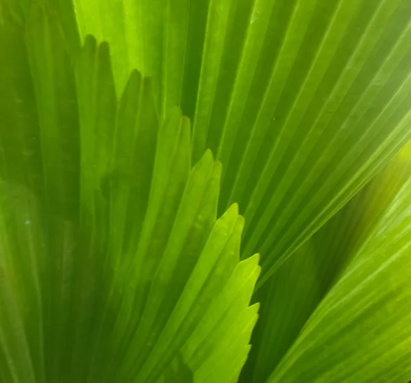 Узор на пальмовых листьях — стоковое фото