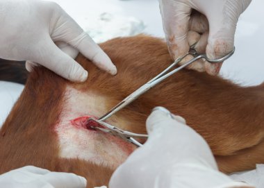 Neutering köpek veteriner hekimler vardır