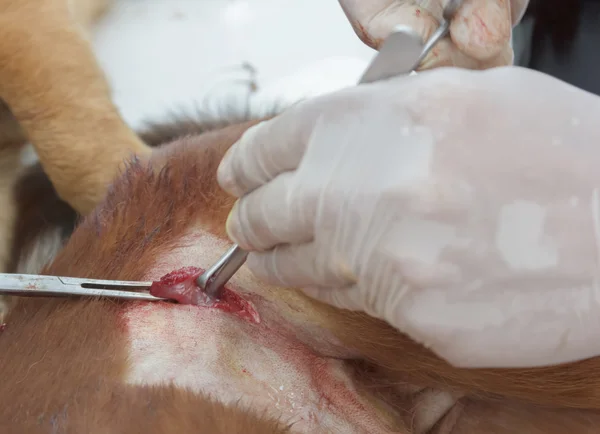 Neutering köpek veteriner hekimler vardır