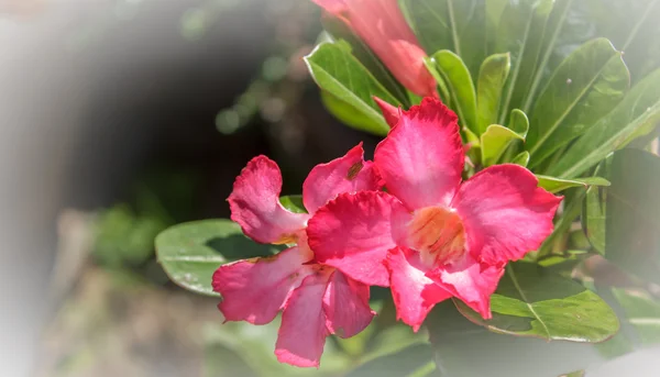 Azálea flor no jardim — Fotografia de Stock