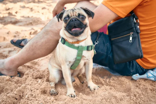 Bulldog köpek yavrusu küçük plaj.