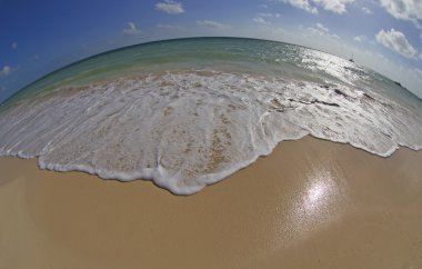 Tropikal yuvarlak dünya
